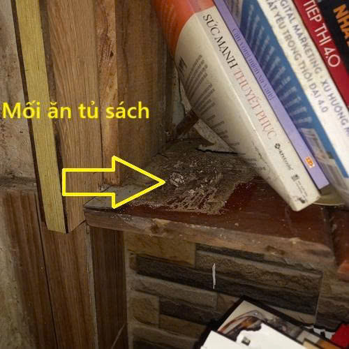 mối ăn tủ sách